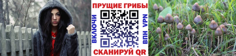 Псилоцибиновые грибы Psilocybine cubensis  Купить  Далматово 